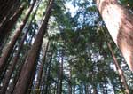 Redwood Forests 