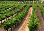 Wineries & Vineyards 