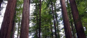 Redwood Forests near super8ukiah