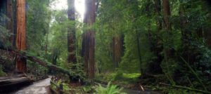 Redwood Forest