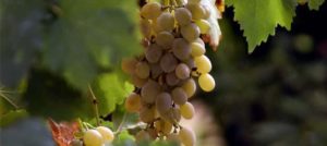 Wine Grape Ukiah